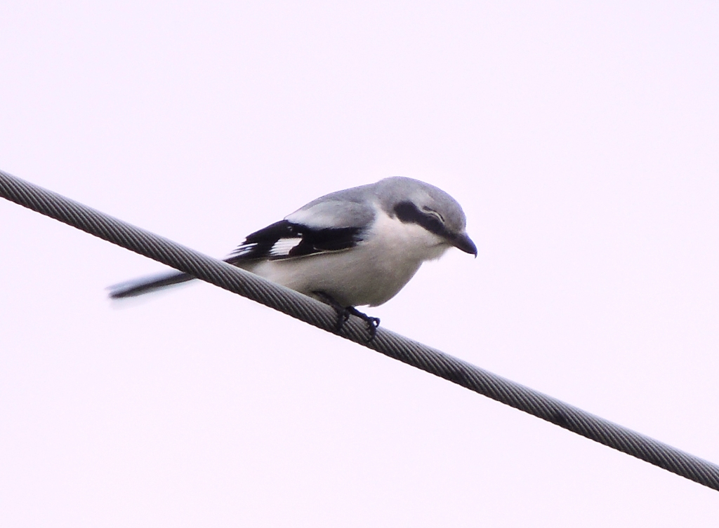 This great grey shrike popped up out of nowhere.JPG